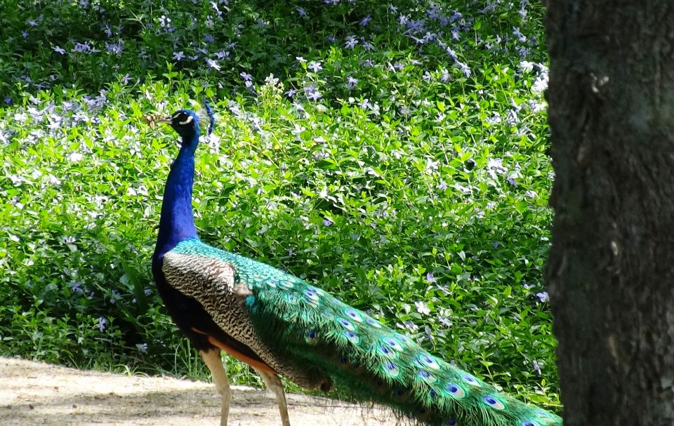 Aranjuez: Garden of The Prince Entry Ticket and Guided Tour - Meeting at Cafe de Damas: start point and getting oriented