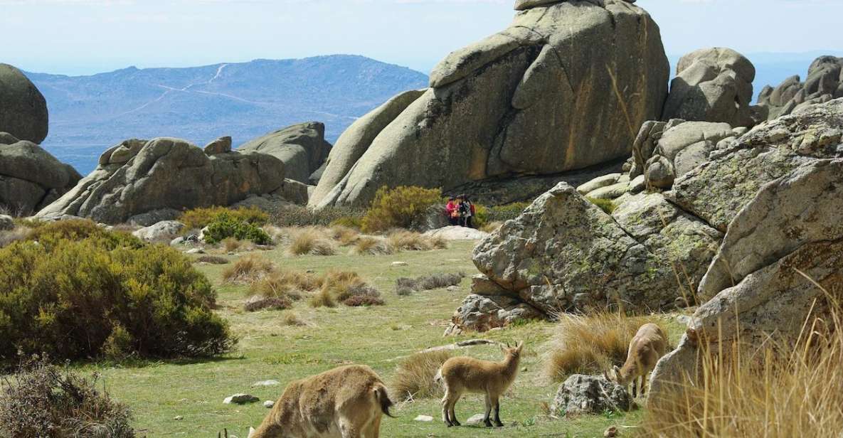 From Madrid: Sierra de Guadarrama Hiking Day Trip - Key things to know before you go