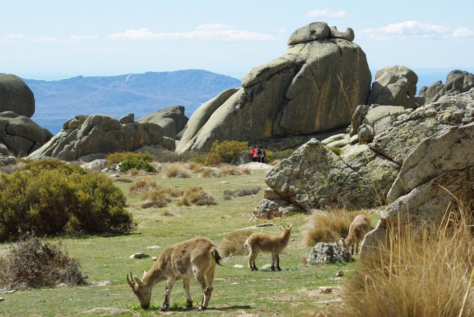 From Madrid: Sierra de Guadarrama Hiking Day Trip - Getting Out of Madrid Fast: Sol Pickup and the Drive to the Park