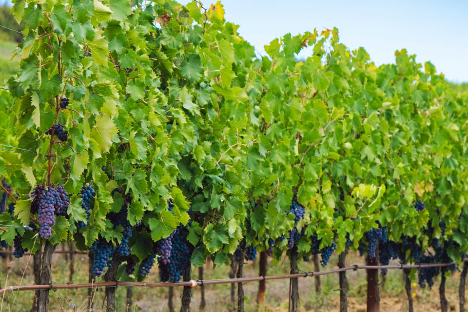 Half-Day Trip from Madrid: Alcalá de Henares & Winery Visit - Key Things You’ll Notice on This Half-Day Cervantes + Wine Trip