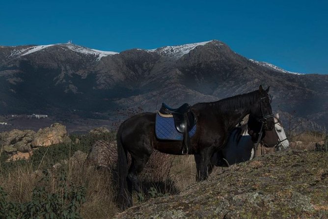 Horse Riding Madrid Natural Park (long Trip) - The Small-Group Ride: How 4h30 Actually Plays Out