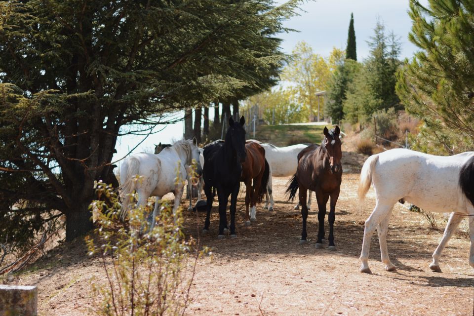 Madrid: Horse Riding in Sierra del Guadarrama National Park - Price and Value: Why $88 Can Make Sense