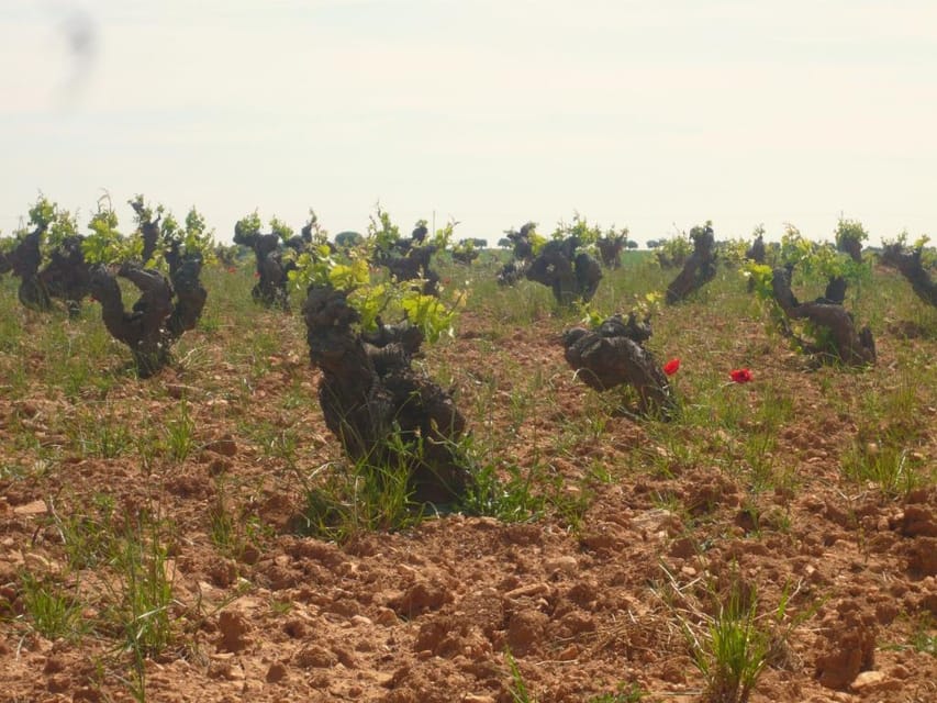 Madrid Region Wineries Guided Tour with Wine Tastings - Why Madrid Region wine tours are more than a drink-and-drive
