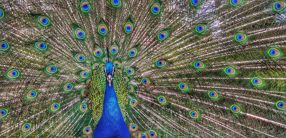 Madrid: Retiro Park Guided Tour with a Photographer - First viewpoint photo stop: train your eye before you zoom in