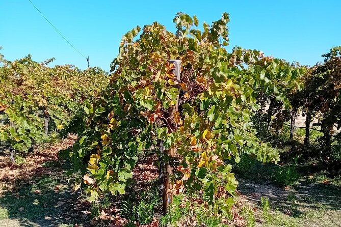 Madrid Wine Tour: Visit Two Wineries with Tastings - Morning Pickup in Madrid: Getting to the Wine Country Easy