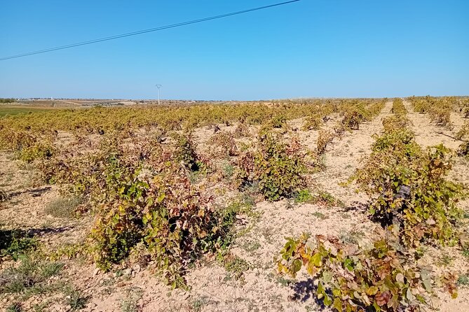 Madrid Wine Tour: Visit Two Wineries with Tastings - Winery Visit 1: A Modern Look at Madrid Wines and Three Tastings