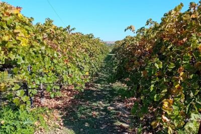 Madrid Wine Tour: Visit Two Wineries with Tastings - Stop 3 in Chinchón: Vinification Methods and the Second Tasting