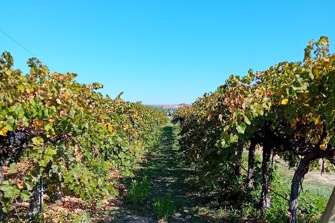 Madrid Wine Tour: Visit Two Wineries with Tastings - Who This Tour Fits Best in Madrid