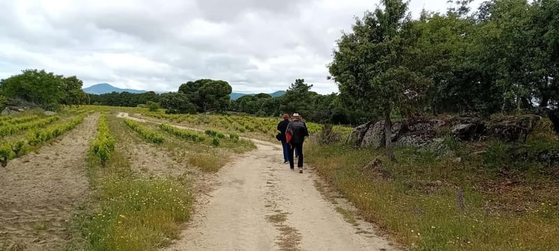 Madrid Winery Tour with Tasting & Sommelier Guide - Who this tour suits best (and who should think twice)