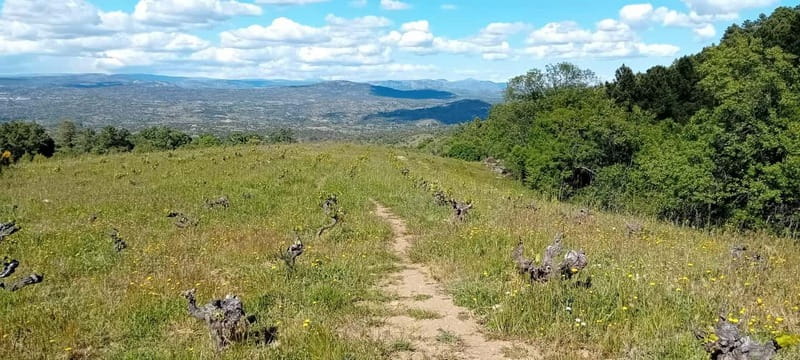 Madrid Winery Tour with Tasting & Sommelier Guide - The coach ride: what to expect before you taste