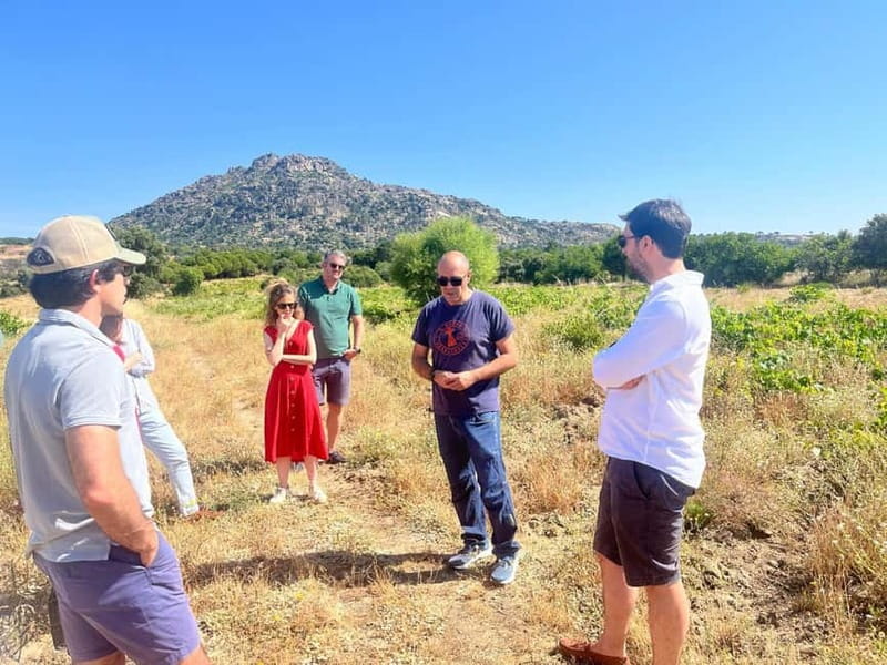 Madrid Winery Tour with Tasting & Sommelier Guide - Inside the winery: vineyard visit and real winemaking talk
