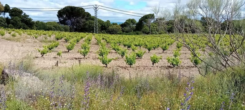 Madrid Winery Tour with Tasting & Sommelier Guide - The tasting: learning to taste, not just tasting wine