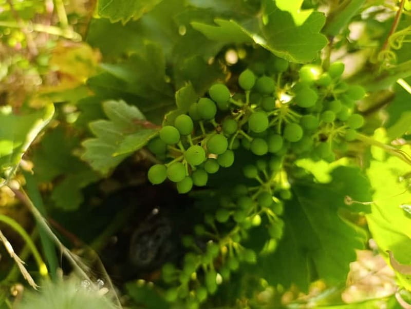 Madrid Winery Tour with Tasting & Sommelier Guide - Small group dynamics: why the max of 8 matters