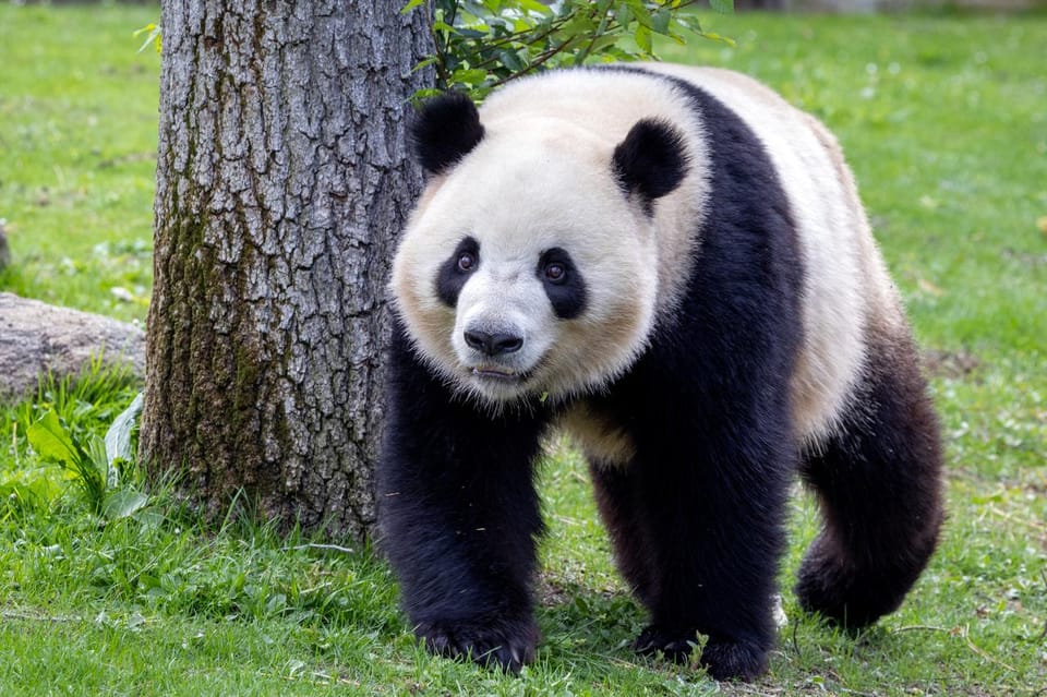 Madrid: Zoo Aquarium Madrid Ticket - Key things to know before you go