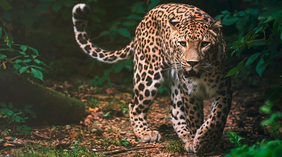 Madrid: Zoo Aquarium Madrid Ticket - Food, heat, and what to bring for an easy day