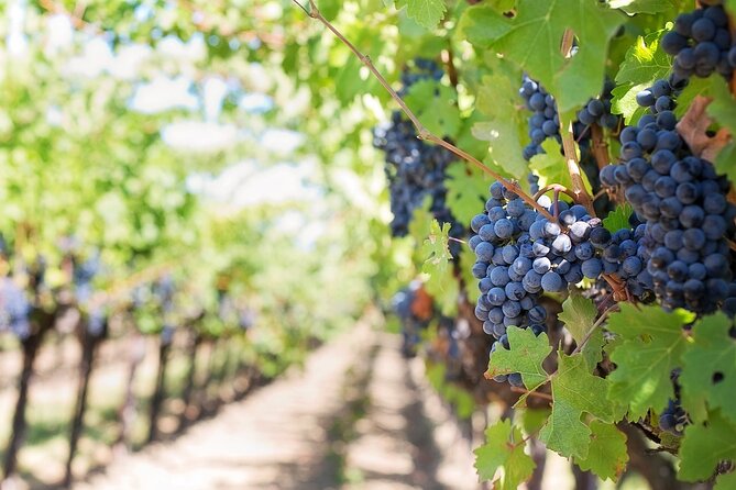 Private Tour & Lunch Of Underground Winery & Countryside Estate - Key Points You’ll Care About