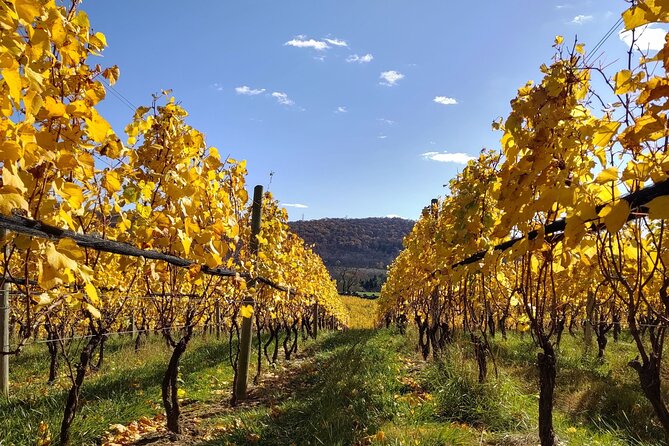 Private Tour & Lunch Of Underground Winery & Countryside Estate - Vineyards, the Abandoned Spa, and Civil War Trenches
